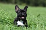 BOULEDOGUE FRANCAIS 718
